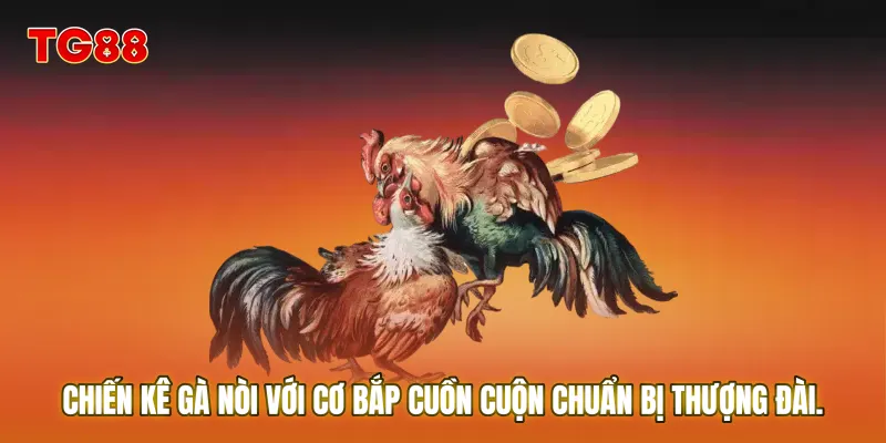 Những chiến kê gà nòi với cơ bắp cuồn cuộn chuẩn bị thượng đài