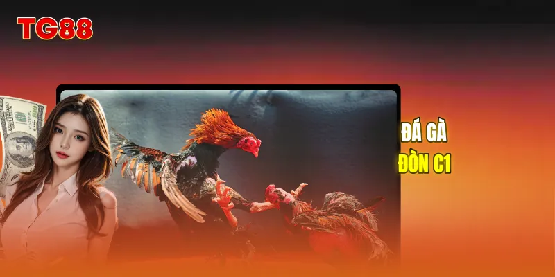 Đá gà đòn C1