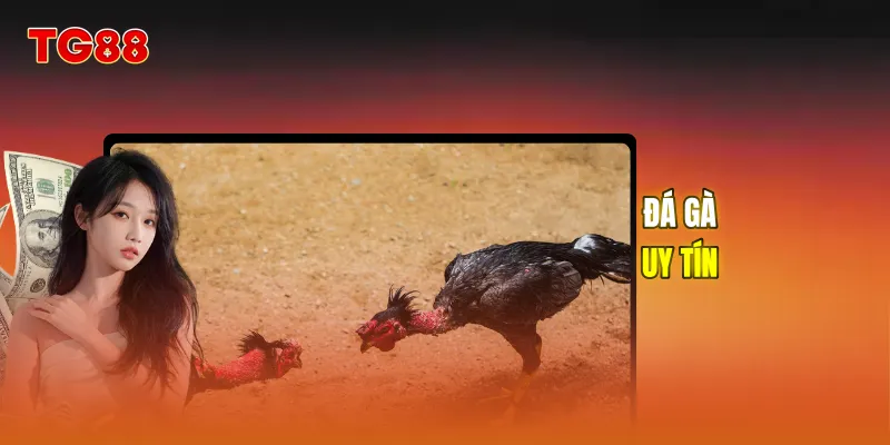 Đá gà uy tín