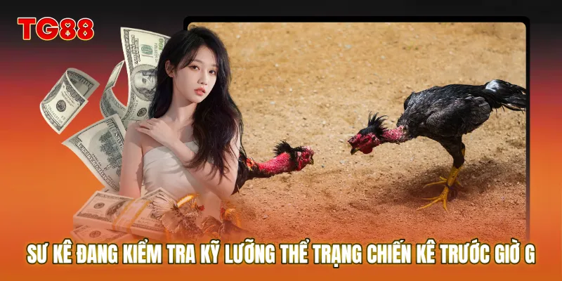 Sư kê đang kiểm tra kỹ lưỡng thể trạng chiến kê trước giờ G